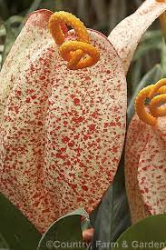Anthurium Scherzerianum Rothschildianum A Cultivar Of An Evergreen Perennial Native To Costa Rica Rothschildian Anthurium Flower Unusual Flowers Anthurium