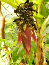 Image result for Musa acuminata