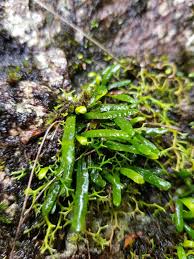 Image result for Grammitis