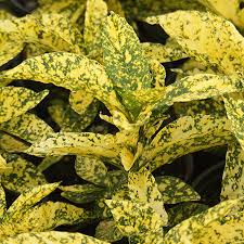 Image result for Aucuba