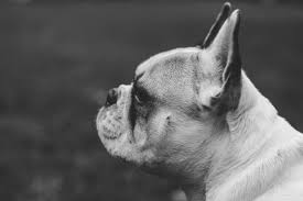 It is formulated to maintain the ph level of the scalp. The Best Shampoo For Bulldogs With Allergies Dermatitis Odour 2020