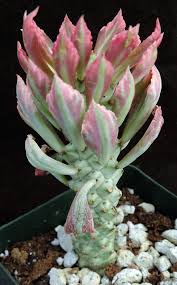 Image result for Monadenium crenatum