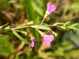 Image result for Rotala gossweileri