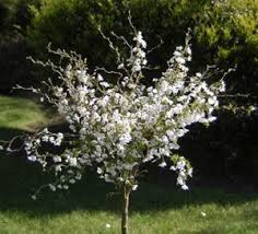 Apple, pear, plum & cherry height : Ten Trees Suitable For Small Gardens It S Time To Plant Buy Trees Shrubs Perennials Annuals House Plants Statues And Furniture