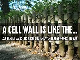 Maybe you would like to learn more about one of these? Cell Analogy By Jennifer Rodriguez