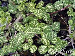 Trifolium Plant Images Google Search Plant Images Plant Leaves Plants