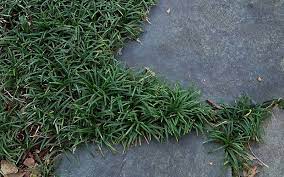 Dwarf Mondo Grass Picture Gardenality Dwarf Mondo Grass Ground Cover Plants Mondo Grass