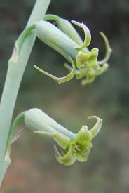 Image result for Dipcadi viride