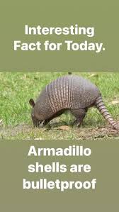 What'S An Armadillo? Is Its Skin Bulletproof? - Quora