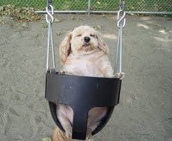 18 Animals Who Could Use A Little More Sleep Funny Dog Pictures Animal Pictures Animals