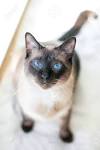 Siamese Cat | Zula