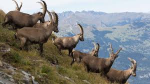Sternzeichen steinbock datum und horoskop deutung für liebe, ehe und partnersuche. Bewerbung Sind Sie Sternzeichen Steinbock Beachten Sie Dringend Diese Dinge Karriere