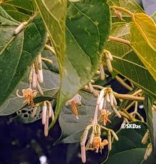 Image result for Alangium chinense