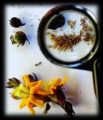 Image result for Alectra orobanchoides