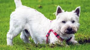 Check spelling or type a new query. How To Get Your Dog To Stop Digging The Humane Society Of The United States
