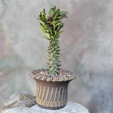 Image result for Monadenium