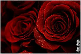 Red Roses Rose Wallpaper