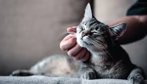 Simply have a look at them. Living With Lymphoma Catwatch Newsletter