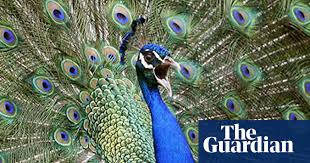 Our 48 hour flash sale returns! Feathers Fly As Screaming Peacocks Die Uk News The Guardian