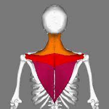 A 2020 study in the med science monitor found a lower trapezius strengthening exercise program is effective method to significantly reduce levels of neck dysfunction, improve postural alignment, muscle thickness and contraction rate. Trapezius Wikipedia
