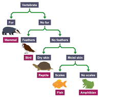 Dichotomous Key