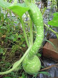 Gourds Types Of Gourds Growing Gourds Curing Gourds Old