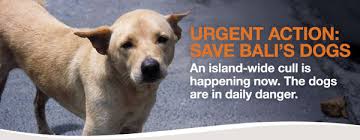 How do you save and rescue a dying dog? Pledge Bali S Dogs Are Dying Please Stop The Killings Please Sign This Letter Change Org