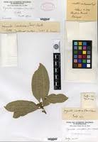 Image result for Xymalos monospora