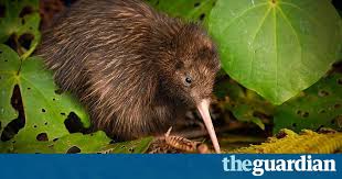Unsustainable Farming Fishing And Climate Change Has Intensified The Struggle For Survival Among Vulnerable Animals And Crops Say Bird Species Kiwi Bird Bird