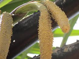 Image result for Borassus aethiopum