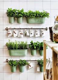 Cocinero profesional maestro chef trabajo. 13 Plantas Ideales Para Decorar La Cocina