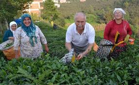 cayda polemik yaratacak iddia aydindere haber giresun haber karadeniz haber canta haber cay