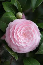 Pin On Flores Exoticas