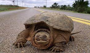 The alligator snapping turtle,macrochelys temminckii, is one of the largest freshwater turtle species in the Nature You Many Misidentify Oklahoma S Common Snapping Turtle