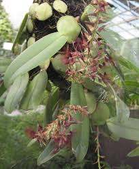 Image result for Bulbophyllum intertextum
