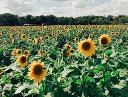 Pick your own is entertaining and fun. Sunflower Fields 2021 Johnson S Farm Hobart In