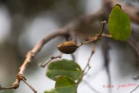 Image result for Dialium englerianum