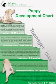 Puppy fear periods of dog development. Puppy Portal Lu S Labs