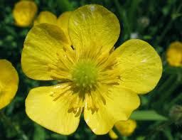 Image result for Ranunculus rugegensis
