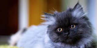 Gwen sendiri berasal dari bahas yunani, artinya putih atau cantik. 25 Nama Kucing Betina Lucu Mudah Diingat Dan Artinya Pintarpet