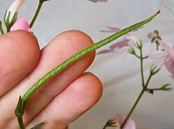 Image result for Streptocarpus hirticapsa