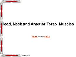 For example, the right internal oblique and the left external oblique contract as the torso flexes and rotates to bring the left shoulder towards the right hip. Ppt Head Neck And Anterior Torso Muscles Powerpoint Presentation Free Download Id 2957287