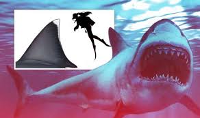 Compare that to the largest living shark, the great white that maxes out at about 21 feet and 3 1/2 tons. Shark Horror Terrifying Size Of Ancient Great White Ancestor Megalodon Exposed Science News Express Co Uk