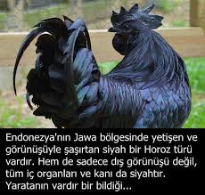 0983af0f39c64b824cd3b01cab315dee Jpg 736 699 Hayvanlar Hayvan Ilginc Gercekler