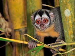 Bird That Sounds Like A Monkey At Night Many Of These Images Are Part Of Our Free Wallpaper And Free Screensavers Cute Animals Animals Free Screensavers