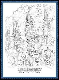If your child loves interacting. Texas State Flower Bluebonnet By Usa Facts For Kids