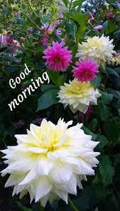 Good Morning Janu Good Morning Flowers Good Morning Rose Images Good Morning Roses