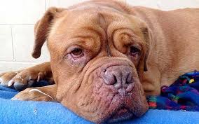 Pet Therapist How Quality Of Life Scales Can Help Us Make The Call To Euthanize Kennedy Jr Animal Behaviorist Dog Behavior