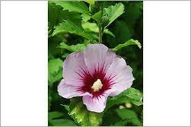 Hibiscus Aspca