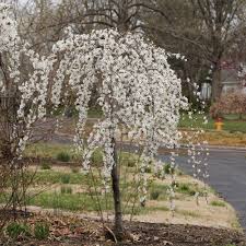 Image result for Prunus